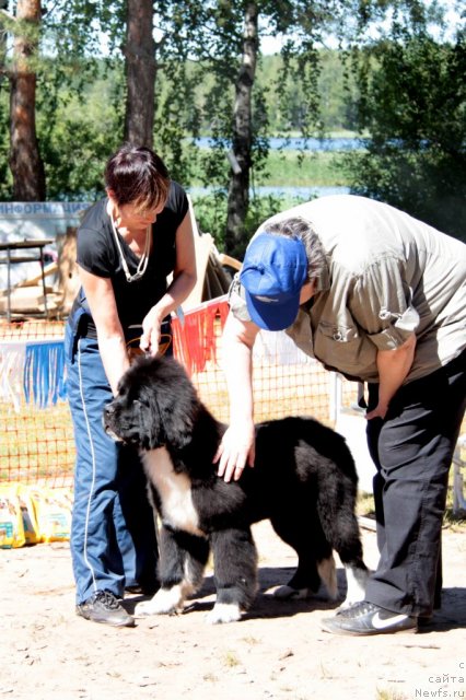 Фото: ньюфаундленд Ньюфорт Фанта