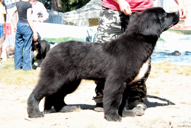 Фото: ньюфаундленд Супер Бизон Зая