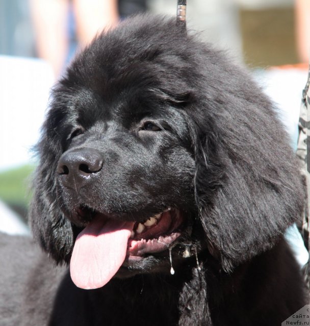 Фото: ньюфаундленд Супер Бизон Зая