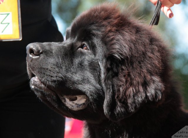 Фото: ньюфаундленд Акватория Келвин Ультиматум (Aquatoriya Kelvin Ultimatum)