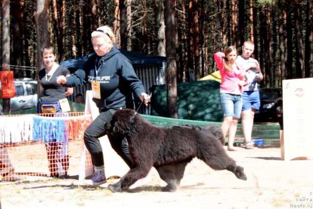 Фото: ньюфаундленд Акватория Келвин Ундиспьютид Винс (Aquatoriya Kelvin Undisputed Wins)