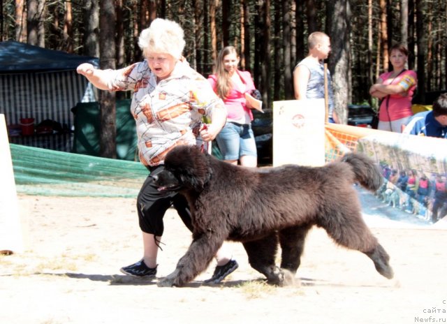 Фото: ньюфаундленд Акватория Келвин Урса Хай Спирит (Aquatoria Kelvin Ursa High Spirit)