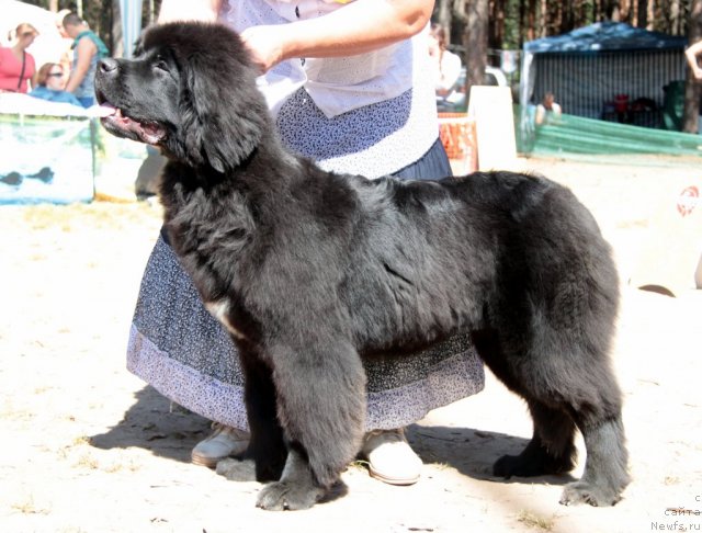 Фотография № 100859