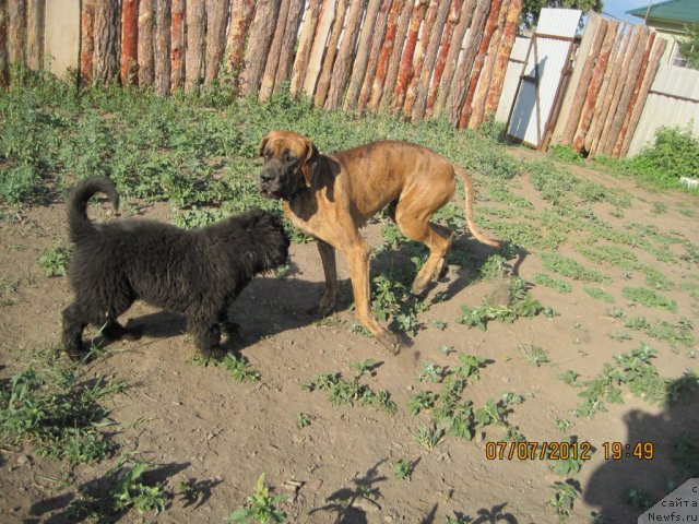 Фото: ньюфаундленд Ньюфорт Тайм'с Голд Алекса