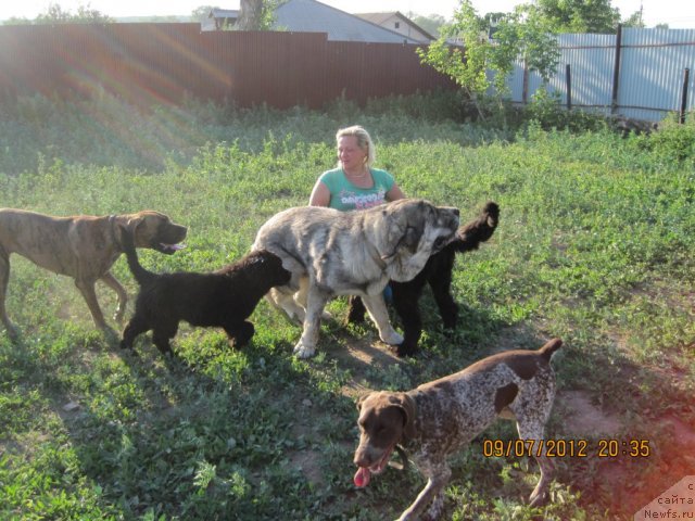 Фото: ньюфаундленд Ньюфорт Тайм'с Голд Алекса