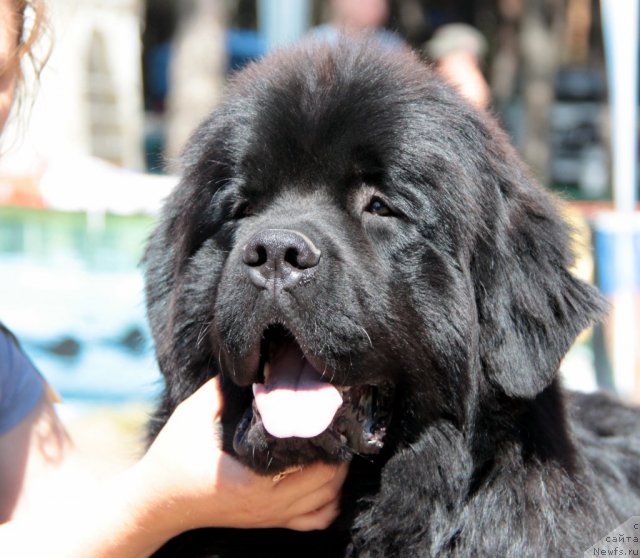 Фотография № 100871