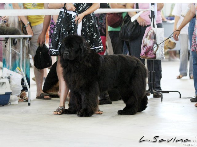 Фото: ньюфаундленд Кипер Соул Жемчужная Красавица