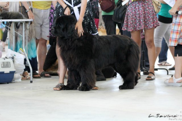 Фото: ньюфаундленд Кипер Соул Жемчужная Красавица
