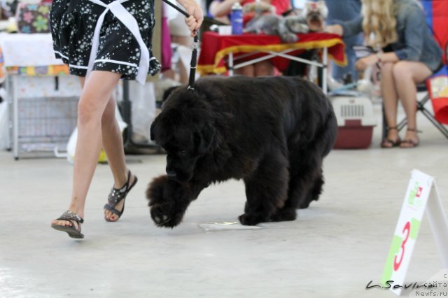 Фото: ньюфаундленд Кипер Соул Жемчужная Красавица