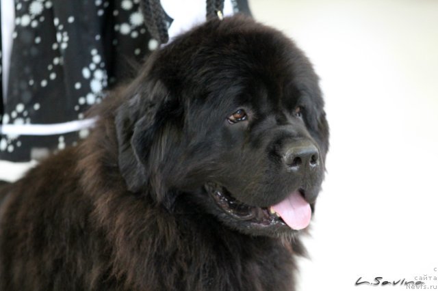 Фото: ньюфаундленд Кипер Соул Жемчужная Красавица