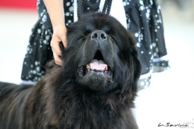 Фото: ньюфаундленд Кипер Соул Жемчужная Красавица