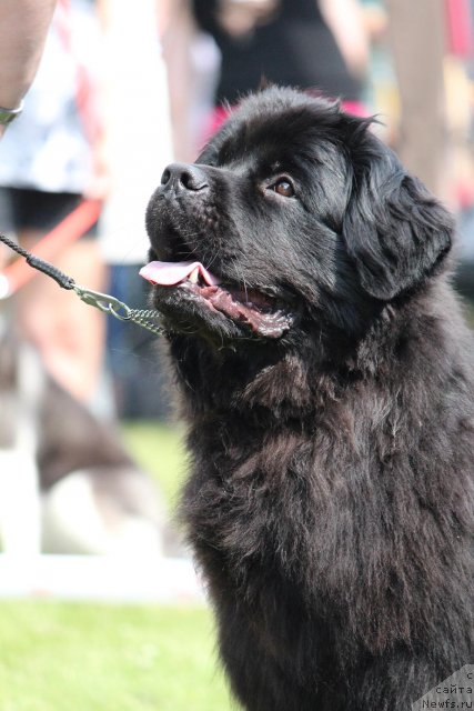 Фотография № 100905