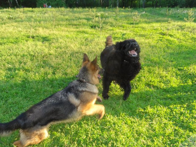 Фото: ньюфаундленд Понтус Пит