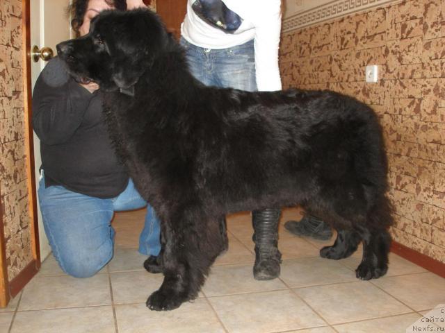 Фото: ньюфаундленд Роксолана (Roksolana)