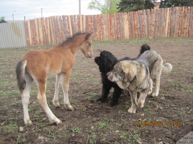 Фото: ньюфаундленд Ньюфорт Бестселлер