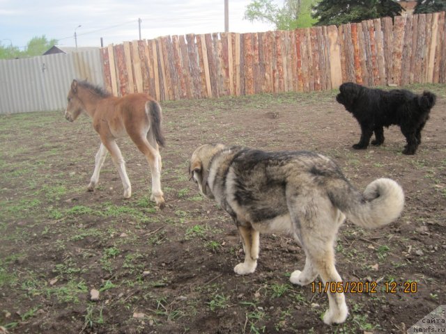 Фото: ньюфаундленд Ньюфорт Бестселлер