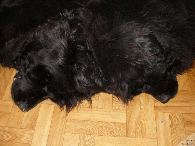 Фото: ньюфаундленд Элли Большой Малыш, ньюфаундленд Таффи Милая Бестия