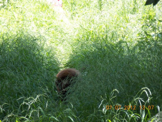Фото: ньюфаундленд Хохотушка с Берега Дона (Hohotushka s Berega Dona)