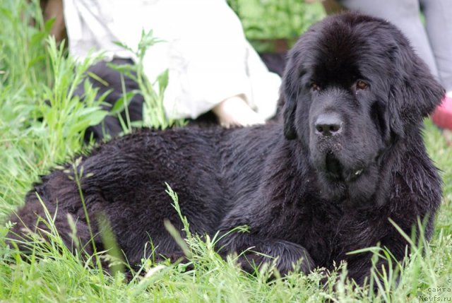 Фото: ньюфаундленд Бегущая по Волнам Харизма (Beguschaya po Volnam Harizma)