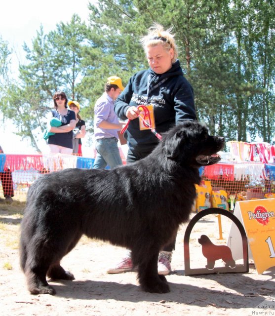 Фото: ньюфаундленд Черномор из Медвежьего Яра (Chernomor  iz Medvejyego Yara)