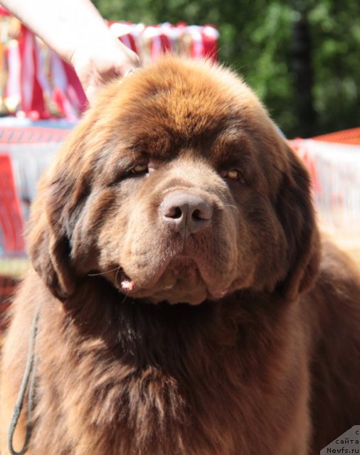 Фотография № 100979