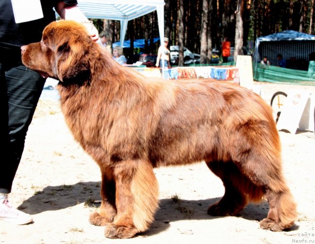 Фото: ньюфаундленд Акватория Келвин Редс Бегин энд Вин (Aquatoriya Kelvin Reds Begin and Win)