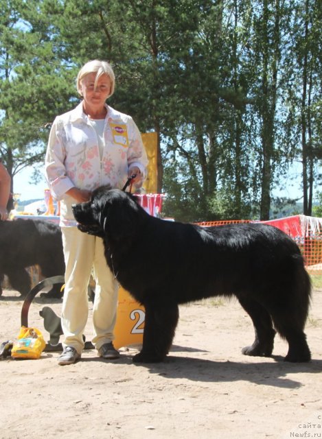 Фото: ньюфаундленд На Гребне Волны Кубок Мира