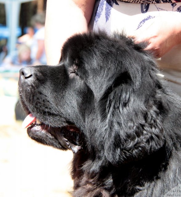 Фотография № 100986