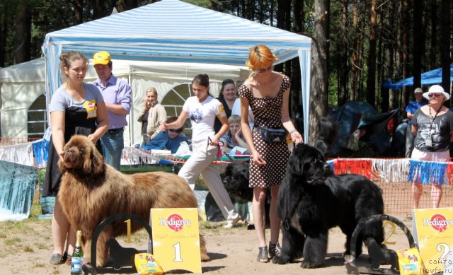 Фото: ньюфаундленд Командор из Медвежьего Яра, ньюфаундленд Флагман от Сибирского Медведя (Flagman ot Sibirskogo Medvedja)