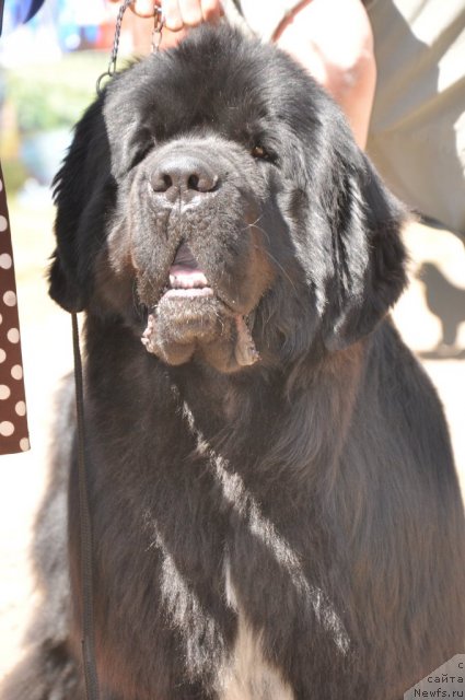 Фото: ньюфаундленд Флагман от Сибирского Медведя (Flagman ot Sibirskogo Medvedja)