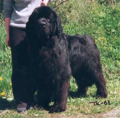 Фото: ньюфаундленд Bacchanal's American Seastar