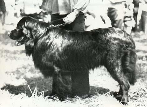 Фото: ньюфаундленд Дзор