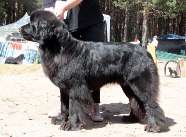 Фотография № 101004