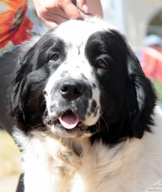 Фотография № 101009