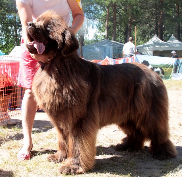 Фотография № 101013