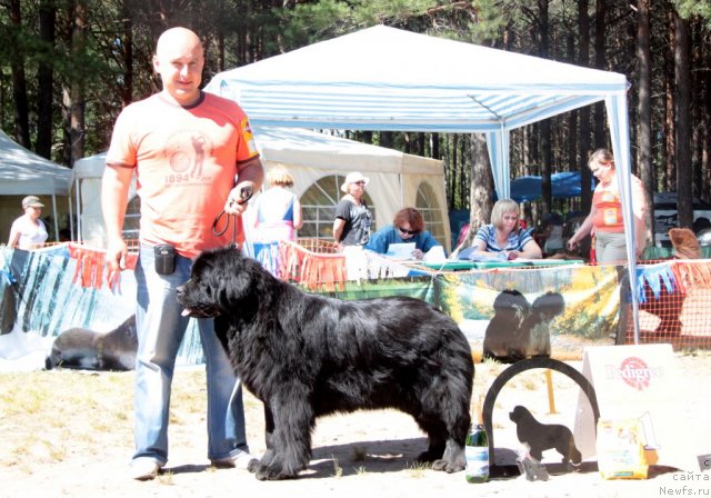 Фото: ньюфаундленд Их Высочество Владлена Маджикс
