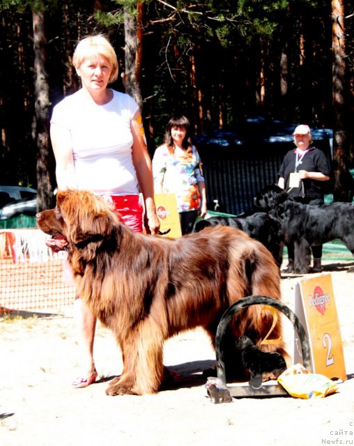 Фото: ньюфаундленд Бархатка Роскошная