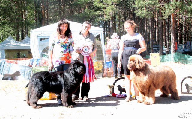 Фото: ньюфаундленд Сент Джонс Ульрика (Sent Djons Ulrika), ньюфаундленд Командор из Медвежьего Яра, Наталья Потехина