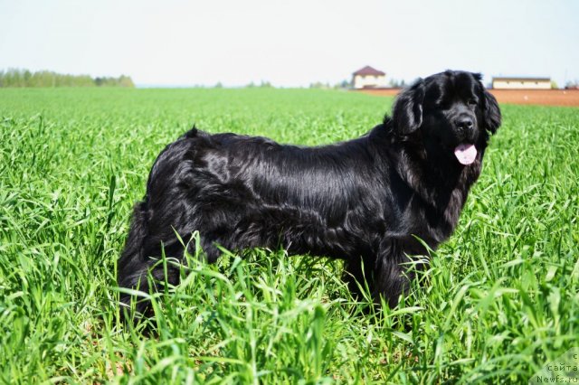 Фото: ньюфаундленд Нефертити Красавица Грядет