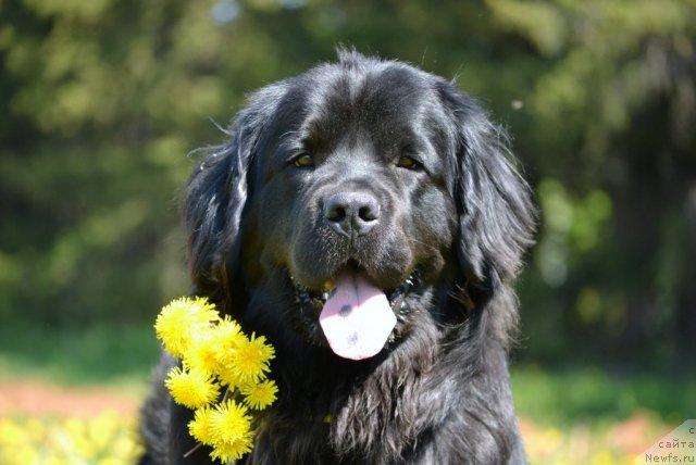 Фото: ньюфаундленд Нефертити Красавица Грядет