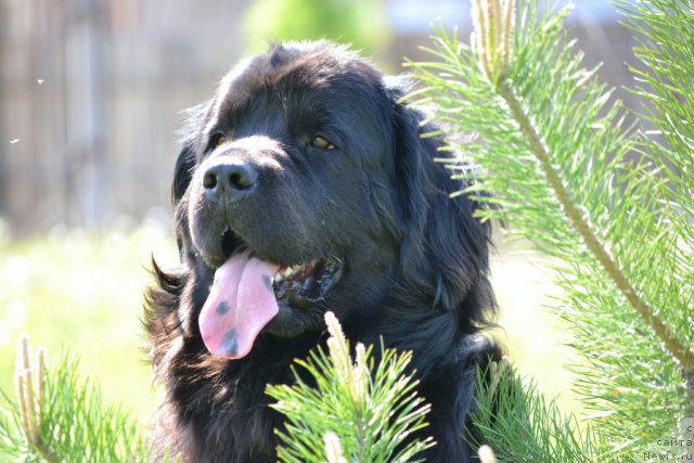 Фото: ньюфаундленд Нефертити Красавица Грядет