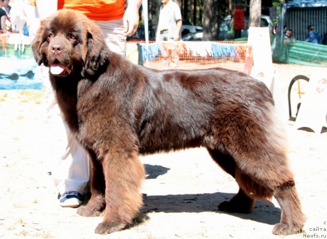 Фото: ньюфаундленд Морошка из Царства Медведей