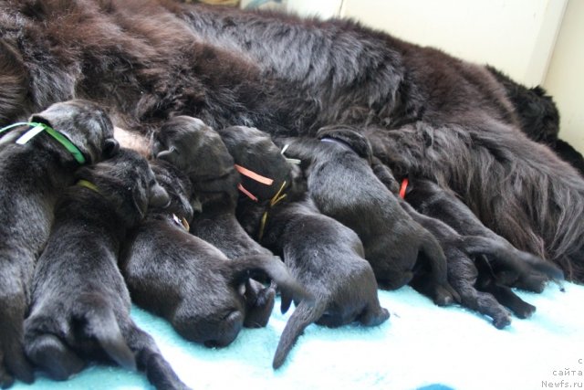 Фотография № 101068