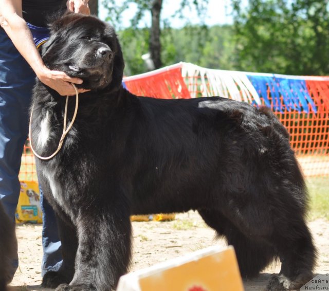 Фото: ньюфаундленд Блэк Диамонд Агидель от Потапа Мерилин (Black Diamond Agidel ot Potapa Merilin)