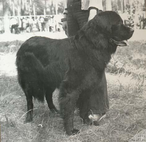 Фото: ньюфаундленд Ульф Лирси