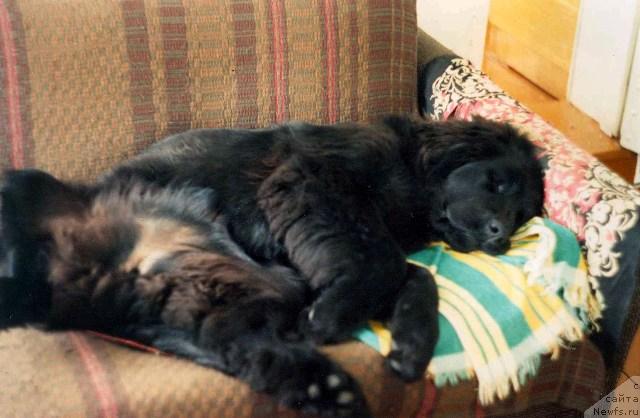 Фото: ньюфаундленд Лесная Сказка Лунная Соната