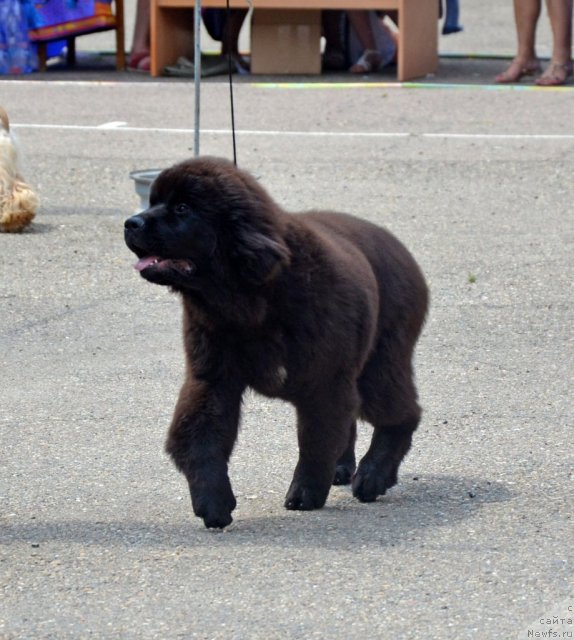 Фотография № 101148