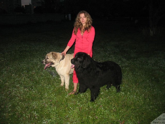 Фото: ньюфаундленд Цыганский Каприз, Маргарита Федорова