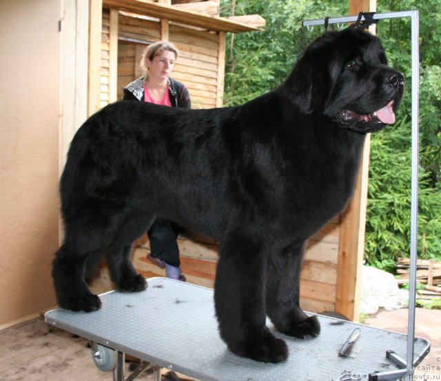 Фото: ньюфаундленд Drive Me Crazy of Apachee's Home