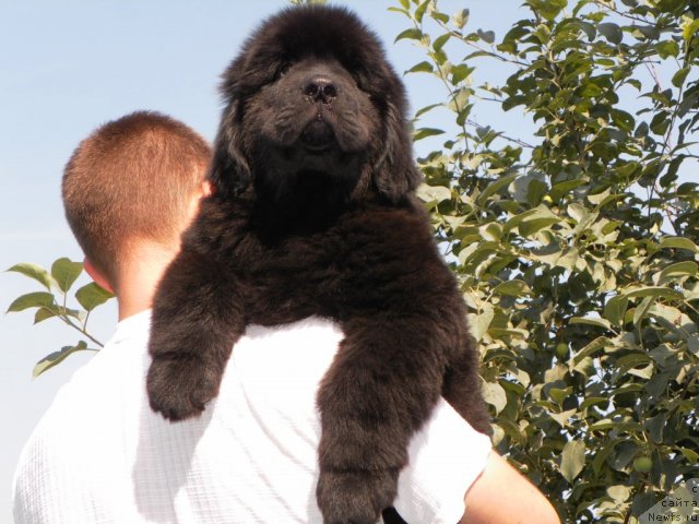 Фото: ньюфаундленд Би Перфект Адеми